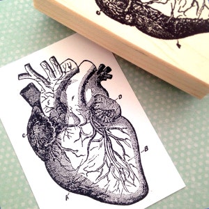 Anatomical Heart  Wood Mounted Rubber Stamp  5016