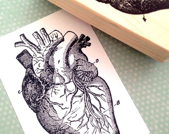 Anatomical Heart  Wood Mounted Rubber Stamp  5016