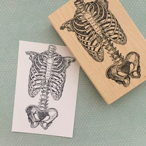 Może przedstawiać: Czarno-biała ilustracja ludzkiego szkieletu, przedstawiająca klatkę piersiową i miednicę.