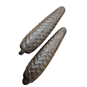 May include: Two dark brown pine cones with textured surfaces are displayed against a white background. The cones have a long, cylindrical shape with a slightly rough texture, and are positioned diagonally.