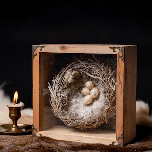 Könnte beinhalten: Eine quadratische Holzvitrine mit dekorativen Metallecken, die ein natürliches Vogelnest mit vier kleinen, gesprenkelten, cremefarbenen Eiern enthält. Die Vorderseite der Box ist mit einer klaren Glasscheibe verschlossen, die das Nest zeigt.