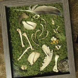 May include: A framed display featuring a collection of natural elements. The arrangement includes a large feather, various animal bones, a claw, and dried flowers, all set against a bed of vibrant green moss. The frame is a neutral gray color.