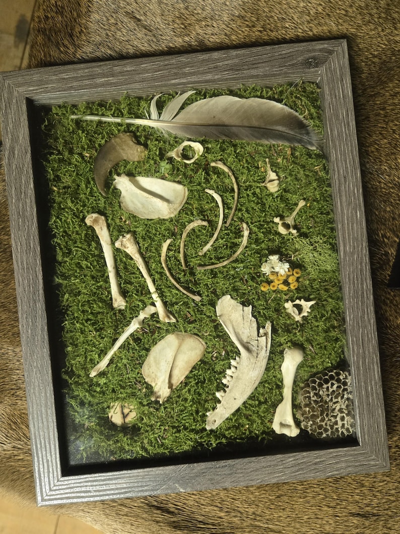 May include: A framed display featuring a collection of natural elements. The arrangement includes a large feather, various animal bones, a claw, and dried flowers, all set against a bed of vibrant green moss. The frame is a neutral gray color.