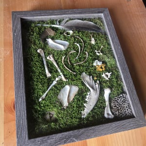 May include: A framed shadow box featuring a collection of natural elements. The display includes animal bones, a feather, and a morel mushroom, set against a bed of green moss. The frame is a weathered gray color.