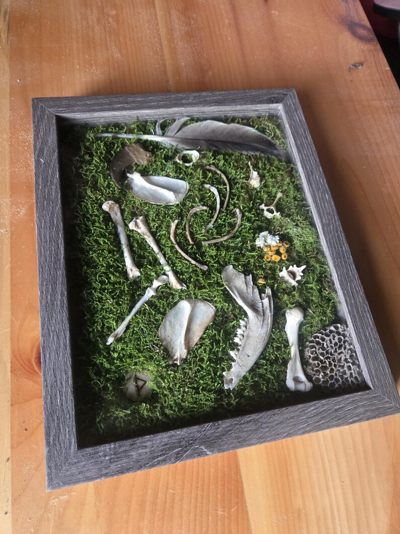 May include: A framed shadow box featuring a collection of natural elements. The display includes animal bones, a feather, and a morel mushroom, set against a bed of green moss. The frame is a weathered gray color.