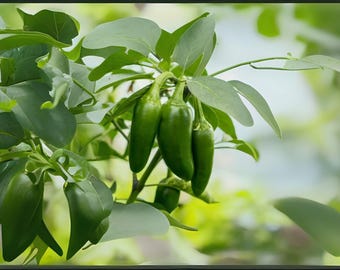 Jalapeño Early Hot Pepper Seeds – Heirloom Chili, 30 Seeds