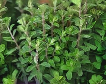 400 Heirloom Marjoram Seeds: Sweet Culinary Herb for Mediterranean Gardens