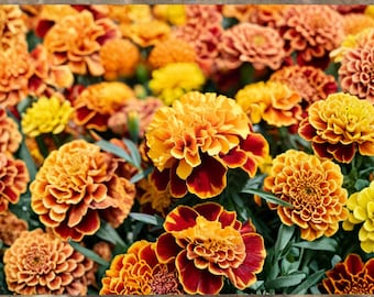 French Marigold Petite Mix Seeds – Heirloom Garden Border Container Flowers