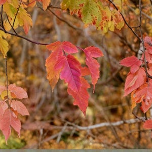 May include: Close-up of vibrant autumn leaves in shades of red, orange, and yellow. The leaves are attached to thin branches, with a blurred background of trees and foliage. The image captures the beauty of fall.