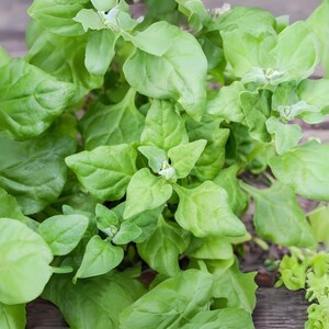 1g Seeds Spinach New Zealand | Heat Tolerant Leafy Green | Heirloom Vegetable for Home Garden