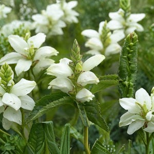 May include: Close-up of white Obedient Plant flowers with green foliage. The flowers have a unique shape with prominent petals and are surrounded by lush green leaves. The image captures the natural beauty of the plant.
