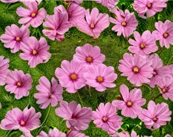 Cosmos Gloria Seeds: Vibrant Pink Garden Blooms (100 Seeds)