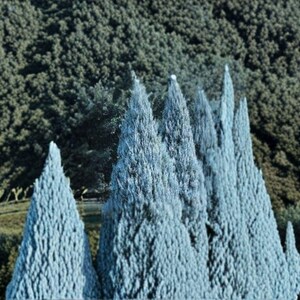 May include: A scenic landscape featuring a cluster of tall, slender, light blue trees in the foreground. The trees have a textured appearance and are set against a backdrop of dense, green forest on a hillside.