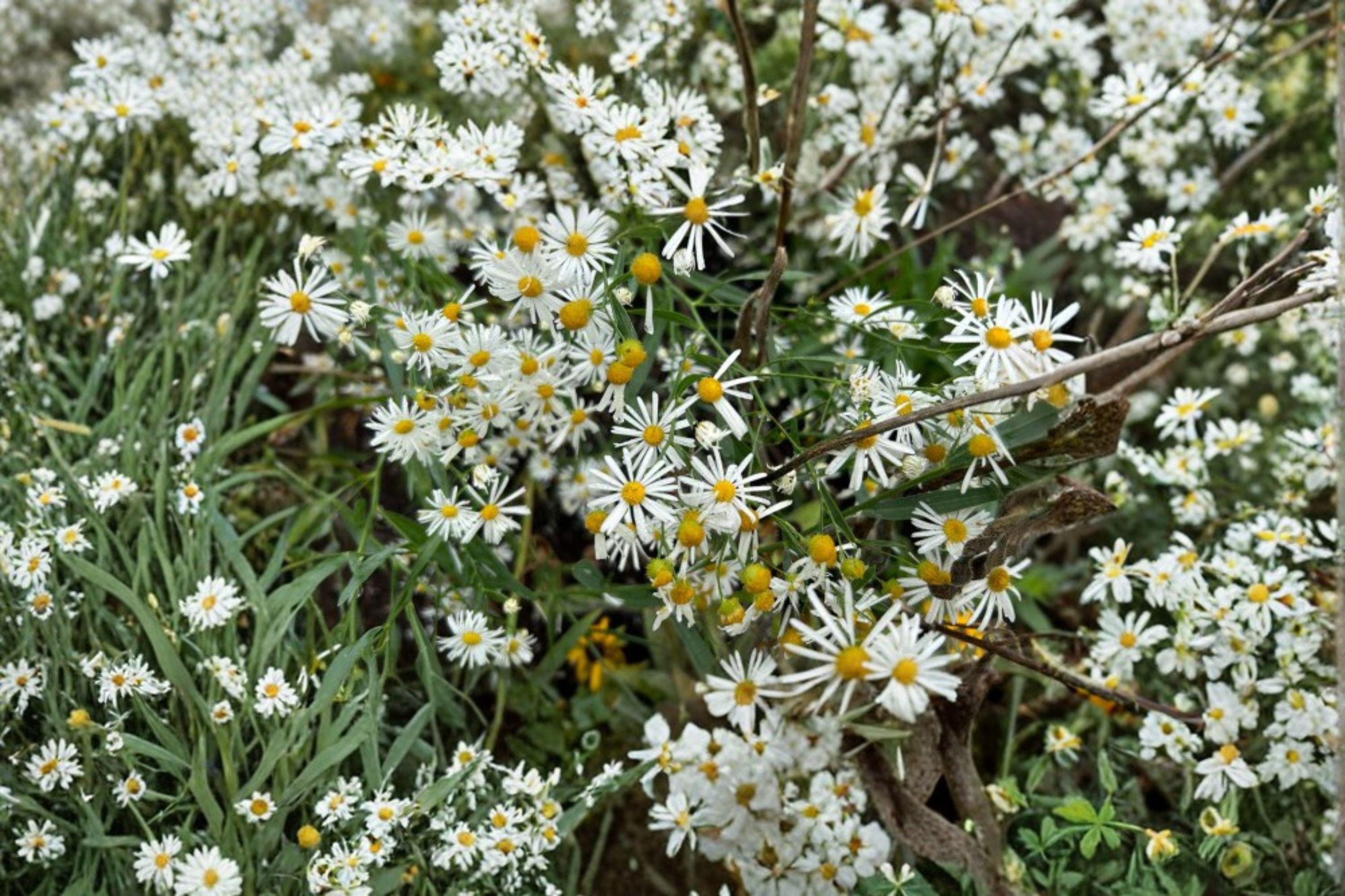 False Aster 500 Boltonia False Aster Seeds – White Wildflower for Pollinators - Etsy