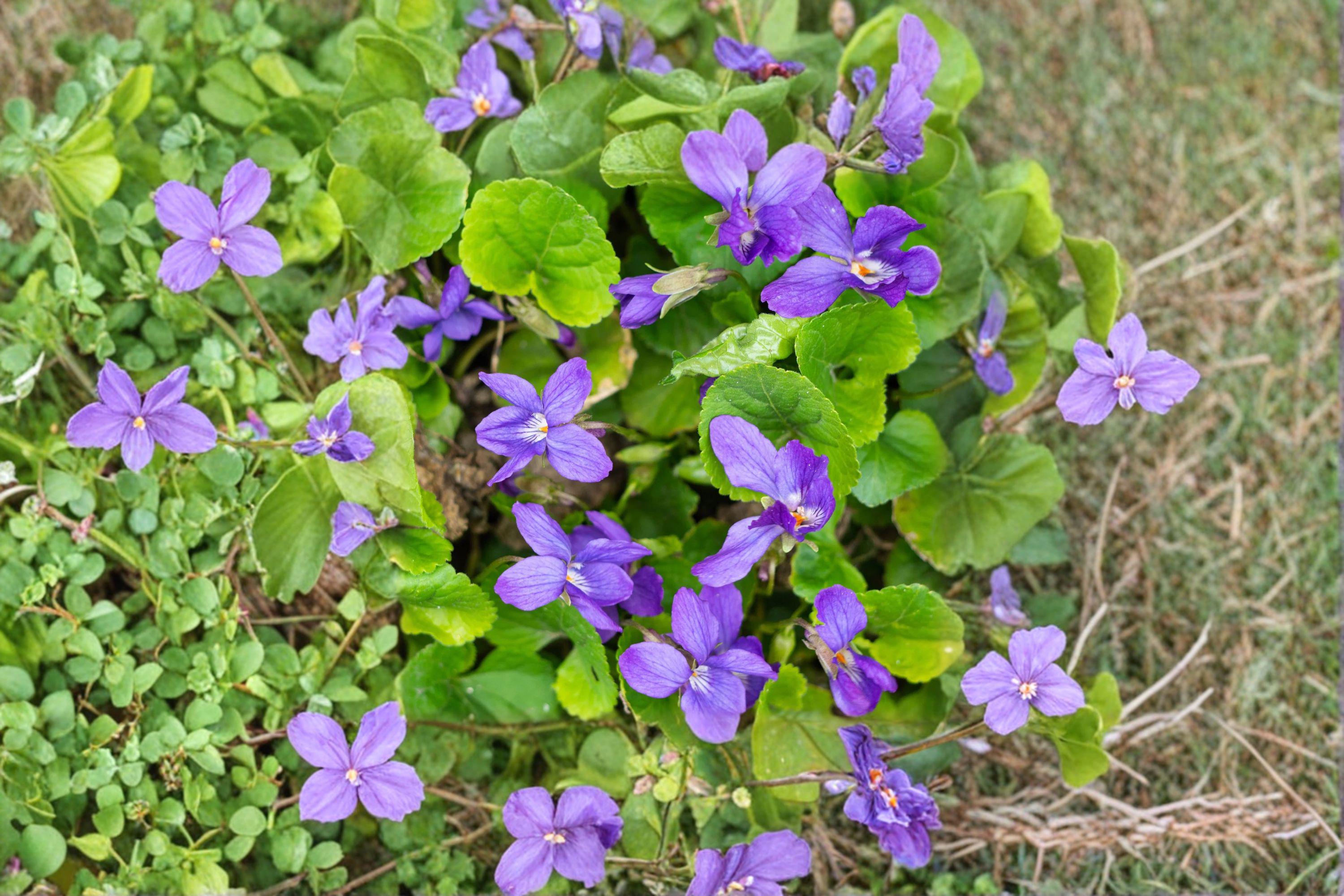 Common Blue Violet Seeds (viola Sororia) – Native Wildflower ...