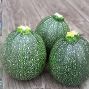 May include: Three round zucchini squash with green speckled skin and a light green stem sit on a weathered wooden surface. The zucchini are a dark green color and have a slightly bumpy texture.