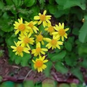 May include: A cluster of bright yellow flowers with orange centers, surrounded by green leaves. The flowers have multiple petals and are in full bloom, creating a vibrant display of color. The image captures a close-up view of the flowers.