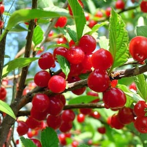May include: Close-up of a tree branch laden with bright red cherries. The cherries are round and glossy, clustered among green leaves. The image is well-lit, highlighting the vibrant colors of the fruit and foliage, suggesting a harvest or botanical theme.