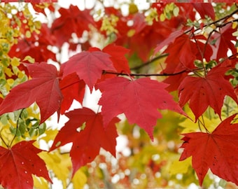 10 Seeds for Planting Acer rubrum – Northern Red Maple, Brilliant Fall Color Shade Tree