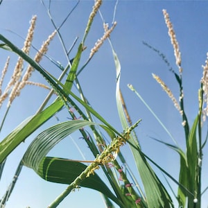 May include: Low-angle shot of tall green grass and wheat-like plants against a clear blue sky. The image highlights the textures and colors of the plants, with long, slender green leaves and tan seed heads.