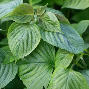 400 Korean Perilla Shiso Herb Seeds: Green Leaf Culinary Herb
