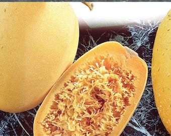 Spaghetti Squash Seeds: Winter Squash Heirloom (1g)