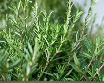 50 Seeds Rosemary Herb | Aromatic Evergreen Perennial | Non-GMO | Culinary & Medicinal Garden Plant