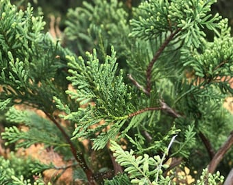 15 Leyland Cypress Cuttings - Fresh Unrooted Evergreen Tree Cuttings for Privacy Hedge and Propagation