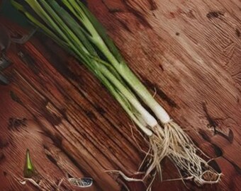 250 Seeds Onion-Bunching Tokyo Long – Non-Bulbing Green Onion, Mild Flavor, Easy to Grow