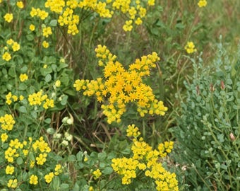 100 Stiff Goldenrod Seeds – Solidago rigida – Native Prairie Wildflower – Pollinator Plant
