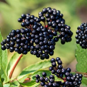 May include: Close-up of elderberries, small, dark purple berries clustered on red stems. The image shows several clusters of berries with green leaves in the background, creating a natural, organic feel. The berries are in various stages of ripeness.