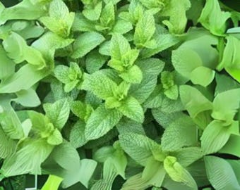 30 mg Spearmint Herb Seeds | Non-GMO Heirloom | Fragrant Mint for Tea, Cooking & Herbal Gardens