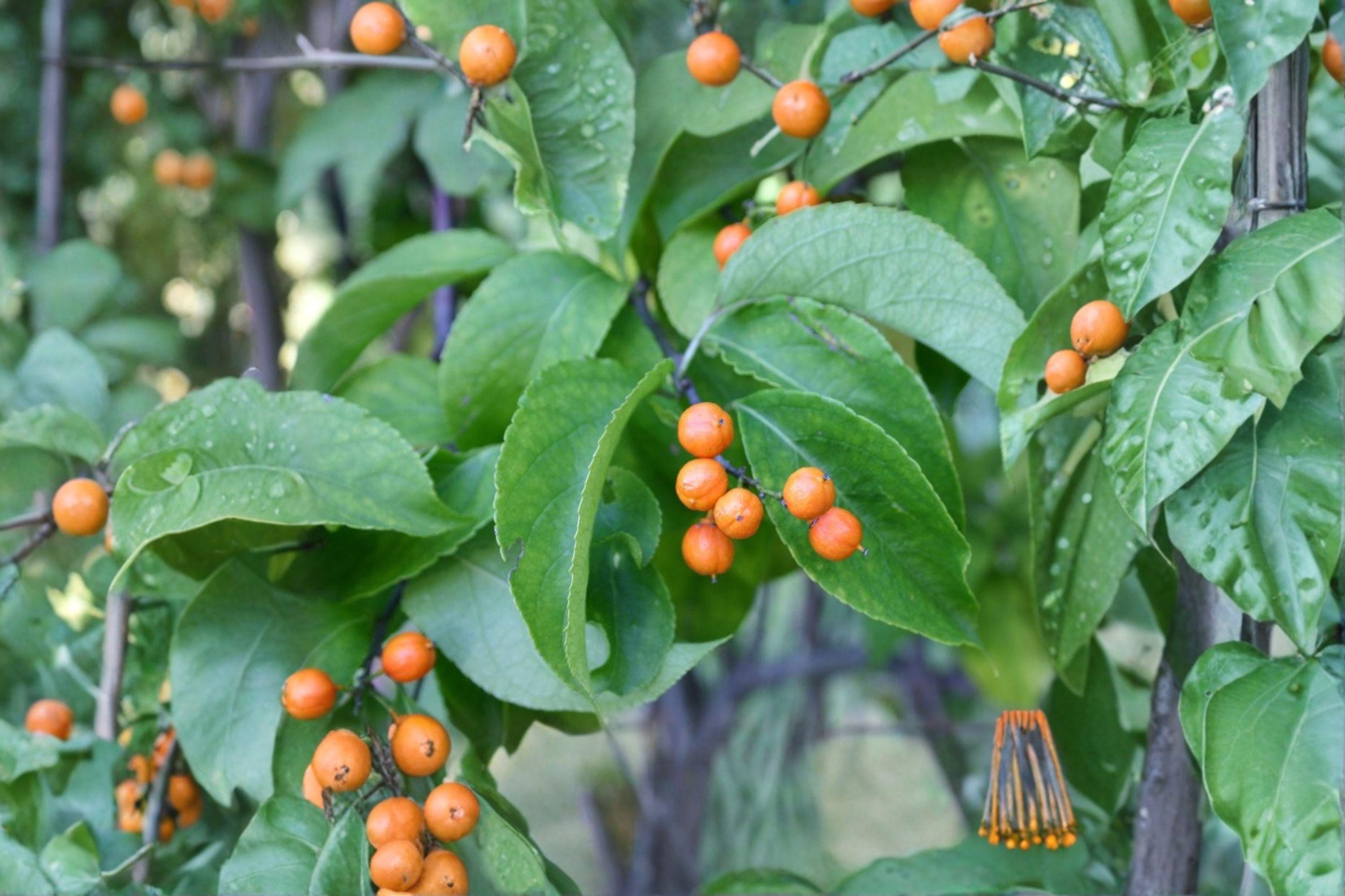 30 American Bittersweet Seeds: Native Vine, Orange Berries - Etsy