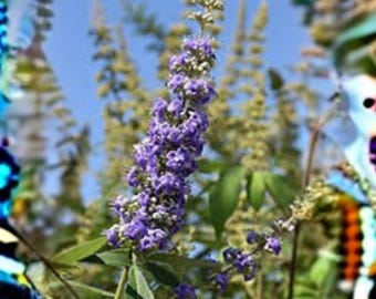 10 Seeds Vitex agnus-castus (Chaste Tree) – Fragrant Flowering Shrub, Pollinator Attracting Ornamental Plant
