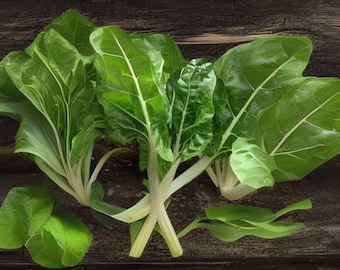 1g Seeds Swiss Chard Fordhook | Heirloom Garden Vegetable | Tender Greens & Colorful Stalks