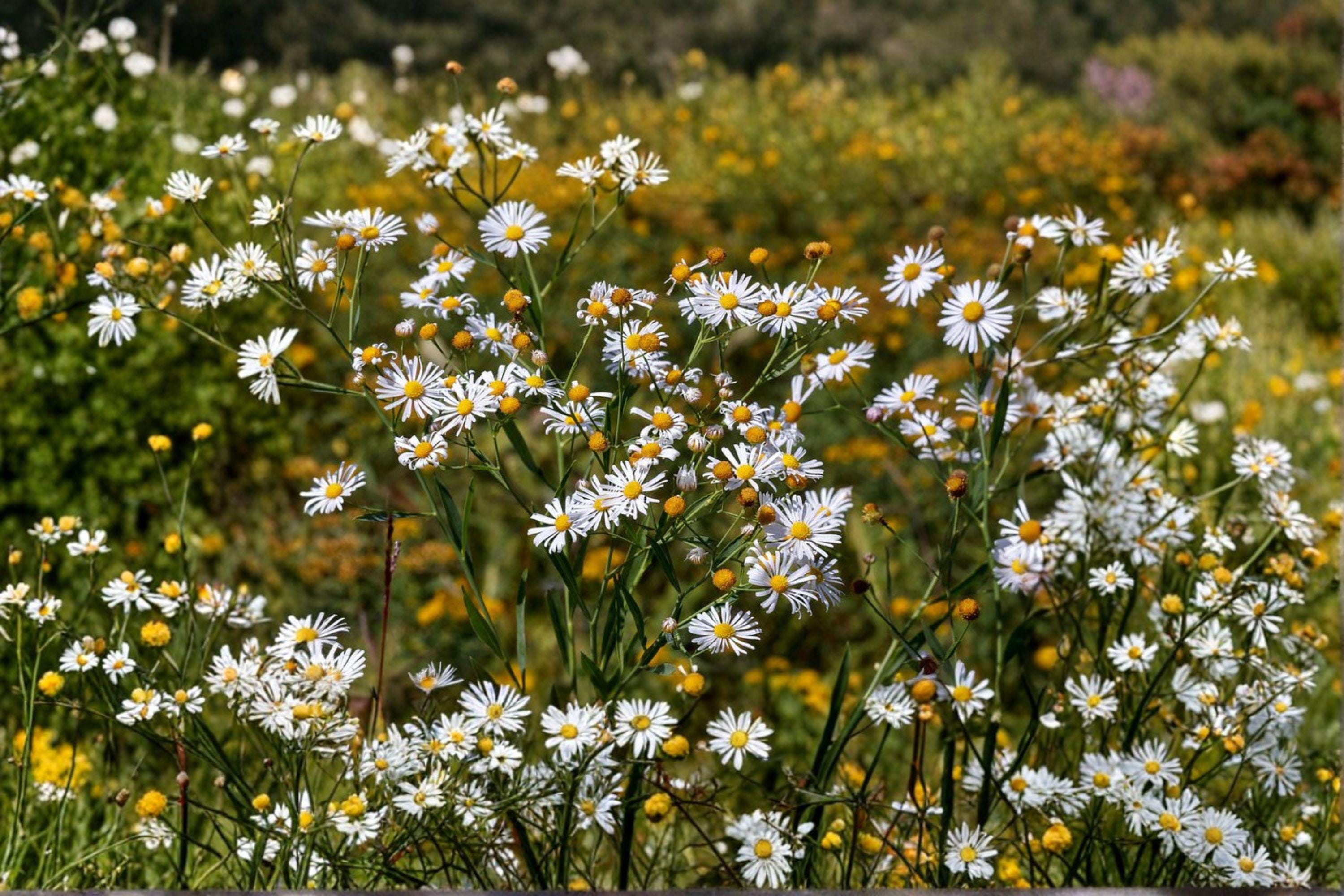 False Aster 500 Boltonia False Aster Seeds – White Wildflower for Pollinators - Etsy