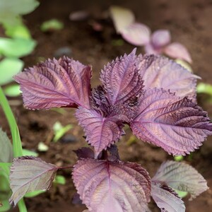 Red Aka Shiso Herb Seeds: Asian Culinary Perilla - 100 Seeds