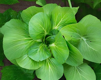 300 Komatsuna Seeds: Mustard Green Spinach Tendergreen for Asian Cooking