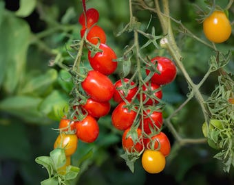 100mg Seeds Tomato Roma | Heirloom Paste Tomato | Garden Vegetable
