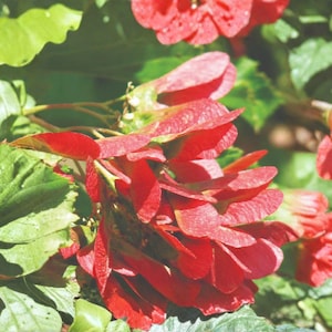 May include: Close-up of vibrant red flowers and seed pods with a backdrop of green leaves. The image showcases the natural beauty of the plant, with the red petals and seed pods contrasting against the green foliage. The flowers are in full bloom.