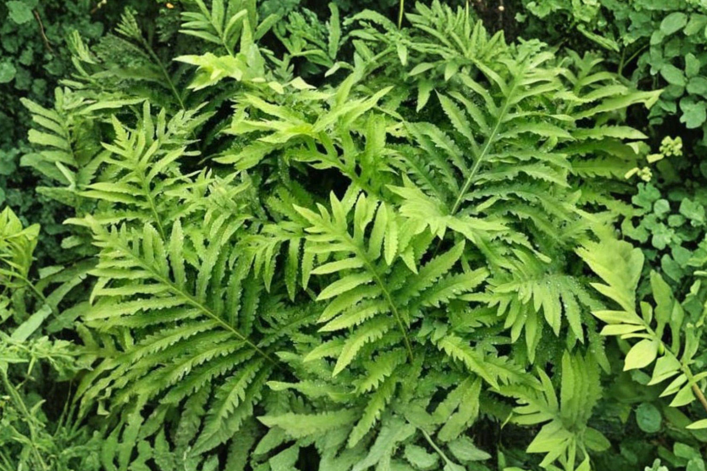 Fern Plant Spores - Etsy