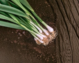 250 mg Seeds for Planting Onion Evergreen Bunching – Non-Bulbing Green Onion, Heirloom Vegetable