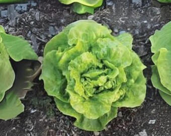 700 Tom Thumb Lettuce Seeds: Mini Heirloom Variety for Small Gardens