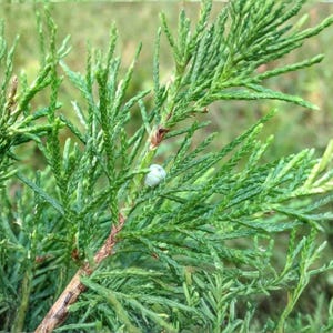 May include: Close-up of a vibrant green conifer branch with needle-like leaves. The branch has a reddish-brown stem and a small, pale blue berry. The background is a soft, blurred green.