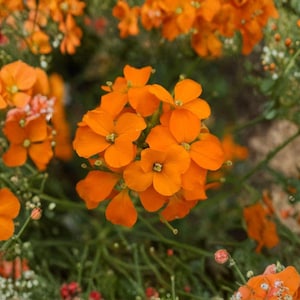 May include: Close-up of vibrant orange flowers with four petals, clustered together. The flowers are surrounded by green stems and leaves, with hints of other small flowers in the background. The image captures the beauty of nature.