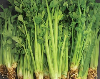 2500 Tall Utah Celery Seeds: Heirloom Variety for Fresh Eating