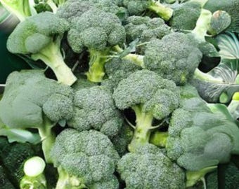 Broccoli Di Cicco Seeds: Italian Heirloom Vegetable - 300 Seeds