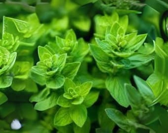 Italian Oregano Seeds: Heirloom Culinary Herb for Mediterranean Cuisine