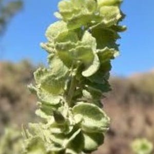 May include: Close-up of a light green plant stem with numerous small, textured leaves. The plant is in focus against a blurred background of a blue sky and dry, brown vegetation. The plant appears to be a type of flowering herb.