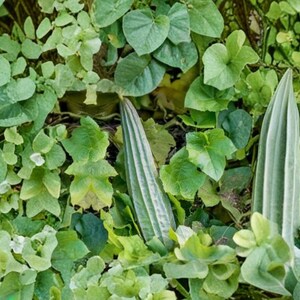 May include: Three elongated, light green ridged luffa gourds are nestled among a dense cluster of vibrant green foliage. The vegetables feature distinct vertical ribs and a tapered shape, partially obscured by the surrounding broad leaves.